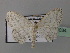  ( - BC ZSM Lep 43034)  @13 [ ] CreativeCommons - Attribution Non-Commercial Share-Alike (2010) Axel Hausmann/Bavarian State Collection of Zoology (ZSM) SNSB, Zoologische Staatssammlung Muenchen