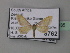  (Zygophyxia roseocincta - BC ZSM Lep 43035)  @13 [ ] CreativeCommons - Attribution Non-Commercial Share-Alike (2010) Axel Hausmann/Bavarian State Collection of Zoology (ZSM) SNSB, Zoologische Staatssammlung Muenchen