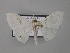  (Problepsis aegretta - BC ZSM Lep 43036)  @13 [ ] CreativeCommons - Attribution Non-Commercial Share-Alike (2010) Axel Hausmann/Bavarian State Collection of Zoology (ZSM) SNSB, Zoologische Staatssammlung Muenchen