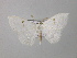  (Problepsis BOLD:AAP3476 - BC ZSM Lep 43038)  @13 [ ] CreativeCommons - Attribution Non-Commercial Share-Alike (2010) Axel Hausmann/Bavarian State Collection of Zoology (ZSM) SNSB, Zoologische Staatssammlung Muenchen