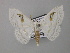  (Problepsis BOLD:ACV5049 - BC ZSM Lep 43044)  @14 [ ] CreativeCommons - Attribution Non-Commercial Share-Alike (2010) Axel Hausmann/Bavarian State Collection of Zoology (ZSM) SNSB, Zoologische Staatssammlung Muenchen