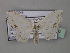  (Somatina HS06SA - BC ZSM Lep 43046)  @11 [ ] CreativeCommons - Attribution Non-Commercial Share-Alike (2010) Axel Hausmann/Bavarian State Collection of Zoology (ZSM) SNSB, Zoologische Staatssammlung Muenchen