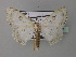  (Somatina HS04SA - BC ZSM Lep 43047)  @11 [ ] CreativeCommons - Attribution Non-Commercial Share-Alike (2010) Axel Hausmann/Bavarian State Collection of Zoology (ZSM) SNSB, Zoologische Staatssammlung Muenchen