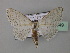  (Problepsis BOLD:AAV8816 - BC ZSM Lep 43049)  @14 [ ] CreativeCommons - Attribution Non-Commercial Share-Alike (2010) Axel Hausmann/Bavarian State Collection of Zoology (ZSM) SNSB, Zoologische Staatssammlung Muenchen