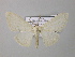  ( - BC ZSM Lep 43052)  @13 [ ] CreativeCommons - Attribution Non-Commercial Share-Alike (2010) Axel Hausmann/Bavarian State Collection of Zoology (ZSM) SNSB, Zoologische Staatssammlung Muenchen