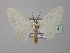  (Problepsis BOLD:AAU3373 - BC ZSM Lep 43053)  @13 [ ] CreativeCommons - Attribution Non-Commercial Share-Alike (2010) Axel Hausmann/Bavarian State Collection of Zoology (ZSM) SNSB, Zoologische Staatssammlung Muenchen