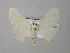  ( - BC ZSM Lep 43054)  @13 [ ] CreativeCommons - Attribution Non-Commercial Share-Alike (2010) Axel Hausmann/Bavarian State Collection of Zoology (ZSM) SNSB, Zoologische Staatssammlung Muenchen