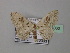  (Somatina prouti - BC ZSM Lep 43060)  @14 [ ] CreativeCommons - Attribution Non-Commercial Share-Alike (2016) SNSB, Staatliche Naturwissenschaftliche Sammlungen Bayerns ZSM (SNSB, Zoologische Staatssammlung Muenchen)
