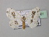  (Problepsis - BC ZSM Lep 43061)  @15 [ ] CreativeCommons - Attribution Non-Commercial Share-Alike (2010) Axel Hausmann/Bavarian State Collection of Zoology (ZSM) SNSB, Zoologische Staatssammlung Muenchen