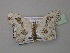  (Problepsis virginalis - BC ZSM Lep 43062)  @13 [ ] CreativeCommons - Attribution Non-Commercial Share-Alike (2010) Axel Hausmann/Bavarian State Collection of Zoology (ZSM) SNSB, Zoologische Staatssammlung Muenchen