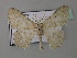  (Somatina ioscia - BC ZSM Lep 43064)  @13 [ ] CreativeCommons - Attribution Non-Commercial Share-Alike (2010) Axel Hausmann/Bavarian State Collection of Zoology (ZSM) SNSB, Zoologische Staatssammlung Muenchen