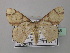  (Somatina irregularis - BC ZSM Lep 43065)  @14 [ ] CreativeCommons - Attribution Non-Commercial Share-Alike (2010) Axel Hausmann/Bavarian State Collection of Zoology (ZSM) SNSB, Zoologische Staatssammlung Muenchen