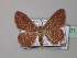 (Epicosymbia perstrigulata - BC ZSM Lep 43071)  @13 [ ] CreativeCommons - Attribution Non-Commercial Share-Alike (2010) Axel Hausmann/Bavarian State Collection of Zoology (ZSM) SNSB, Zoologische Staatssammlung Muenchen