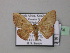  (Isoplenodia - BC ZSM Lep 43074)  @14 [ ] CreativeCommons - Attribution Non-Commercial Share-Alike (2010) Axel Hausmann/Bavarian State Collection of Zoology (ZSM) SNSB, Zoologische Staatssammlung Muenchen