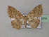  (Scopula BOLD:AAV8980 - BC ZSM Lep 43075)  @13 [ ] CreativeCommons - Attribution Non-Commercial Share-Alike (2010) Axel Hausmann/Bavarian State Collection of Zoology (ZSM) SNSB, Zoologische Staatssammlung Muenchen