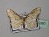  (Scopula BOLD:AAV0804 - BC ZSM Lep 43080)  @14 [ ] CreativeCommons - Attribution Non-Commercial Share-Alike (2010) Axel Hausmann/Bavarian State Collection of Zoology (ZSM) SNSB, Zoologische Staatssammlung Muenchen