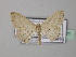  (Scopula pertinax - BC ZSM Lep 43081)  @14 [ ] CreativeCommons - Attribution Non-Commercial Share-Alike (2010) Axel Hausmann/Bavarian State Collection of Zoology (ZSM) SNSB, Zoologische Staatssammlung Muenchen