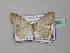  (Scopula HS21SA - BC ZSM Lep 43082)  @13 [ ] CreativeCommons - Attribution Non-Commercial Share-Alike (2010) Axel Hausmann/Bavarian State Collection of Zoology (ZSM) SNSB, Zoologische Staatssammlung Muenchen
