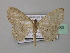  (Scopula HS07SA - BC ZSM Lep 43083)  @13 [ ] CreativeCommons - Attribution Non-Commercial Share-Alike (2010) Axel Hausmann/Bavarian State Collection of Zoology (ZSM) SNSB, Zoologische Staatssammlung Muenchen