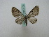  ( - BC ZSM Lep 16200)  @11 [ ] CreativeCommons - Attribution Non-Commercial Share-Alike (2010) Axel Hausmann/Bavarian State Collection of Zoology (ZSM) SNSB, Zoologische Staatssammlung Muenchen