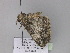  ( - BC ZSM Lep 29981)  @12 [ ] CreativeCommons - Attribution Non-Commercial Share-Alike (2010) Axel Hausmann/Bavarian State Collection of Zoology (ZSM) SNSB, Zoologische Staatssammlung Muenchen