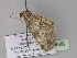  ( - BC ZSM Lep 29986)  @13 [ ] CreativeCommons - Attribution Non-Commercial Share-Alike (2010) Axel Hausmann/Bavarian State Collection of Zoology (ZSM) SNSB, Zoologische Staatssammlung Muenchen