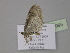  ( - BC ZSM Lep 29995)  @12 [ ] CreativeCommons - Attribution Non-Commercial Share-Alike (2010) Axel Hausmann/Bavarian State Collection of Zoology (ZSM) SNSB, Zoologische Staatssammlung Muenchen