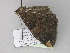  ( - BC ZSM Lep 30005)  @14 [ ] CreativeCommons - Attribution Non-Commercial Share-Alike (2010) Axel Hausmann/Bavarian State Collection of Zoology (ZSM) SNSB, Zoologische Staatssammlung Muenchen