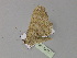  ( - BC ZSM Lep 30017)  @12 [ ] CreativeCommons - Attribution Non-Commercial Share-Alike (2010) Axel Hausmann/Bavarian State Collection of Zoology (ZSM) SNSB, Zoologische Staatssammlung Muenchen