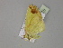  ( - BC ZSM Lep 30028)  @12 [ ] CreativeCommons - Attribution Non-Commercial Share-Alike (2010) Axel Hausmann/Bavarian State Collection of Zoology (ZSM) SNSB, Zoologische Staatssammlung Muenchen