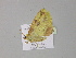  ( - BC ZSM Lep 30029)  @12 [ ] CreativeCommons - Attribution Non-Commercial Share-Alike (2010) Axel Hausmann/Bavarian State Collection of Zoology (ZSM) SNSB, Zoologische Staatssammlung Muenchen