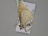  ( - BC ZSM Lep 30034)  @12 [ ] CreativeCommons - Attribution Non-Commercial Share-Alike (2010) Axel Hausmann/Bavarian State Collection of Zoology (ZSM) SNSB, Zoologische Staatssammlung Muenchen