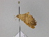  ( - BC ZSM Lep 30038)  @12 [ ] CreativeCommons - Attribution Non-Commercial Share-Alike (2010) Axel Hausmann/Bavarian State Collection of Zoology (ZSM) SNSB, Zoologische Staatssammlung Muenchen