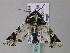  (Eutelia bowkeri - BC ZSM Lep 33367)  @13 [ ] CreativeCommons - Attribution Non-Commercial Share-Alike (2010) Axel Hausmann/Bavarian State Collection of Zoology (ZSM) SNSB, Zoologische Staatssammlung Muenchen