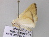  ( - BC ZSM Lep 33387)  @12 [ ] CreativeCommons - Attribution Non-Commercial Share-Alike (2010) Axel Hausmann/Bavarian State Collection of Zoology (ZSM) SNSB, Zoologische Staatssammlung Muenchen