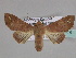  (Targallodes - BC ZSM Lep 33415)  @14 [ ] CreativeCommons - Attribution Non-Commercial Share-Alike (2010) Axel Hausmann/Bavarian State Collection of Zoology (ZSM) SNSB, Zoologische Staatssammlung Muenchen