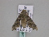  ( - BC ZSM Lep 33420)  @13 [ ] CreativeCommons - Attribution Non-Commercial Share-Alike (2010) Axel Hausmann/Bavarian State Collection of Zoology (ZSM) SNSB, Zoologische Staatssammlung Muenchen