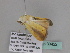  ( - BC ZSM Lep 33422)  @12 [ ] CreativeCommons - Attribution Non-Commercial Share-Alike (2010) Axel Hausmann/Bavarian State Collection of Zoology (ZSM) SNSB, Zoologische Staatssammlung Muenchen