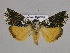  ( - BC ZSM Lep 33464)  @13 [ ] CreativeCommons - Attribution Non-Commercial Share-Alike (2010) Axel Hausmann/Bavarian State Collection of Zoology (ZSM) SNSB, Zoologische Staatssammlung Muenchen
