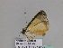  ( - BC ZSM Lep 33465)  @12 [ ] CreativeCommons - Attribution Non-Commercial Share-Alike (2010) Axel Hausmann/Bavarian State Collection of Zoology (ZSM) SNSB, Zoologische Staatssammlung Muenchen