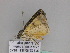  ( - BC ZSM Lep 33466)  @11 [ ] CreativeCommons - Attribution Non-Commercial Share-Alike (2010) Axel Hausmann/Bavarian State Collection of Zoology (ZSM) SNSB, Zoologische Staatssammlung Muenchen