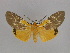  ( - BC ZSM Lep 33479)  @15 [ ] CreativeCommons - Attribution Non-Commercial Share-Alike (2010) Axel Hausmann/Bavarian State Collection of Zoology (ZSM) SNSB, Zoologische Staatssammlung Muenchen