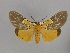  ( - BC ZSM Lep 33480)  @15 [ ] CreativeCommons - Attribution Non-Commercial Share-Alike (2010) Axel Hausmann/Bavarian State Collection of Zoology (ZSM) SNSB, Zoologische Staatssammlung Muenchen
