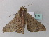  ( - BC ZSM Lep 34115)  @13 [ ] CreativeCommons - Attribution Non-Commercial Share-Alike (2010) Axel Hausmann/Bavarian State Collection of Zoology (ZSM) SNSB, Zoologische Staatssammlung Muenchen