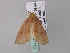  ( - BC ZSM Lep 34116)  @12 [ ] CreativeCommons - Attribution Non-Commercial Share-Alike (2010) Axel Hausmann/Bavarian State Collection of Zoology (ZSM) SNSB, Zoologische Staatssammlung Muenchen