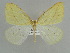  (Sirinopteryx nepalensis - BC ZSM Lep 38245)  @14 [ ] CreativeCommons - Attribution Non-Commercial Share-Alike (2010) Axel Hausmann/Bavarian State Collection of Zoology (ZSM) SNSB, Zoologische Staatssammlung Muenchen