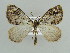  ( - BC ZSM Lep 38247)  @13 [ ] CreativeCommons - Attribution Non-Commercial Share-Alike (2010) Axel Hausmann/Bavarian State Collection of Zoology (ZSM) SNSB, Zoologische Staatssammlung Muenchen