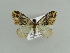  (Perizoma MS01Bh - BC ZSM Lep 38253)  @13 [ ] CreativeCommons - Attribution Non-Commercial Share-Alike (2010) Axel Hausmann/Bavarian State Collection of Zoology (ZSM) SNSB, Zoologische Staatssammlung Muenchen