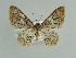  (Asthena albosignata - BC ZSM Lep 38276)  @14 [ ] CreativeCommons - Attribution Non-Commercial Share-Alike (2010) Axel Hausmann/Bavarian State Collection of Zoology (ZSM) SNSB, Zoologische Staatssammlung Muenchen