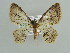  ( - BC ZSM Lep 38285)  @14 [ ] CreativeCommons - Attribution Non-Commercial Share-Alike (2010) Axel Hausmann/Bavarian State Collection of Zoology (ZSM) SNSB, Zoologische Staatssammlung Muenchen
